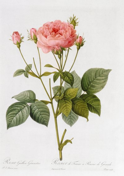 Rosa Gallica Granatus, aus 